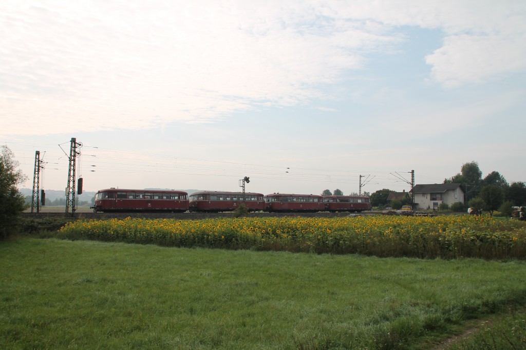 Vier Schienenbusse der OEF durchquerten am frühen 12.09.2015 die Sonnenblumenfelder bei Niederwalgern.