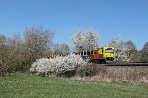 Zwei VT2E der HLB zwischen blühenden Bäumen in Hundstadt auf der Taunusbahn, aufgenommen am 23.04.2015.