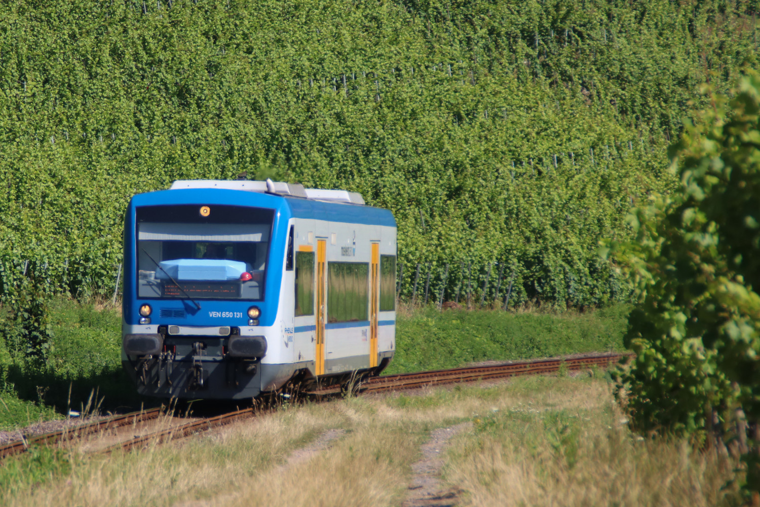 650 131 in den Weinbergen bei Reil auf der Moselweinbahn, aufgenommen am 05.07.2017.