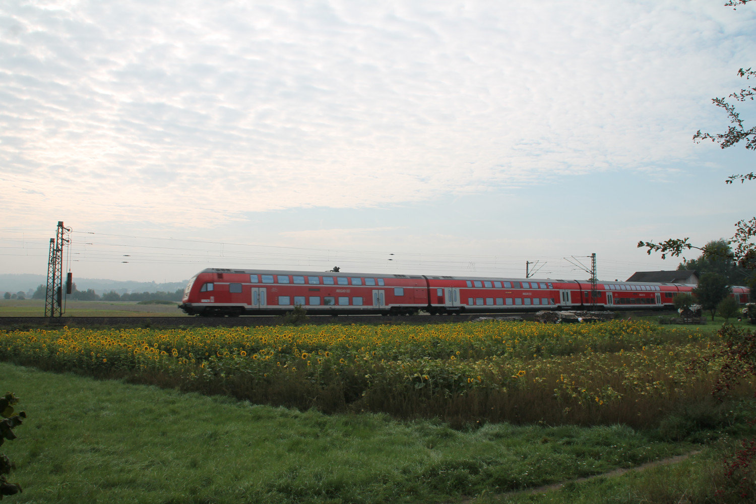 Der Regionalexpress Kassel-Frankfurt durchquerte am 12.09.2015 die Sonnenblumen bei Niederwalgern.
